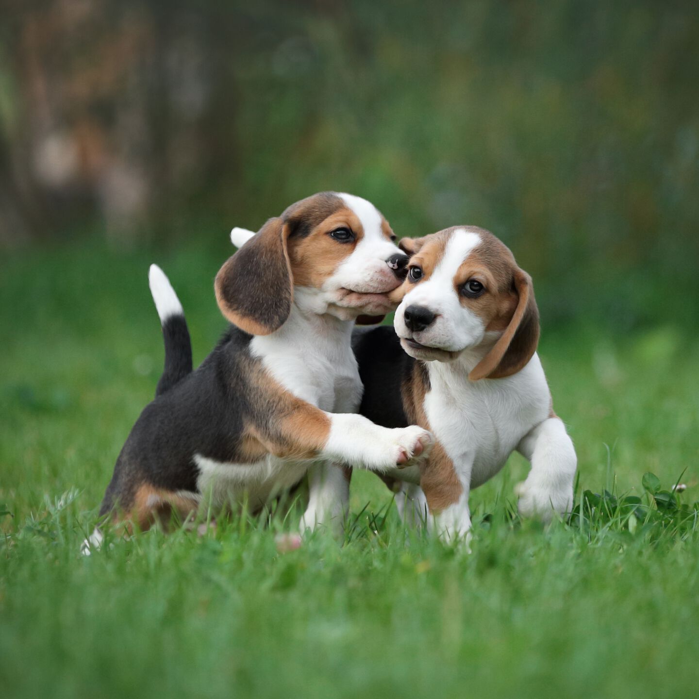 <strong>HOW TO SOCIALISE A DOG AND UNDERSTAND THEIR BEHAVIOUR</strong><br><br>Our amazing dogs are expressive, social creatures, and the better we understand them, the stronger...